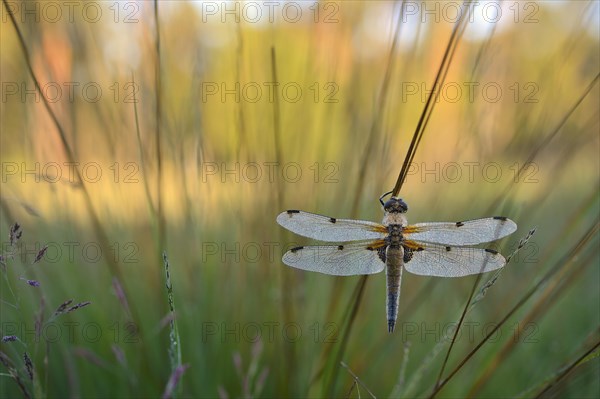 Four-spotted Chaser (Libellula quadrimaculata) covered in dew