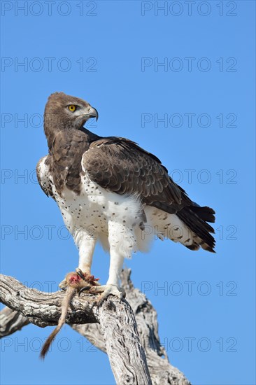 Martial Eagle (Polemaetus bellicosus)