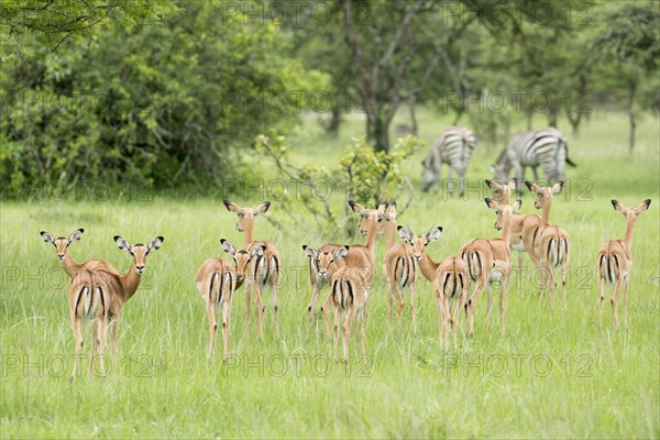 Herd of Impalas (Aepyceros melampus)