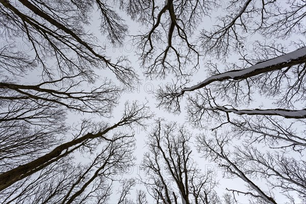 Bare treetops from below