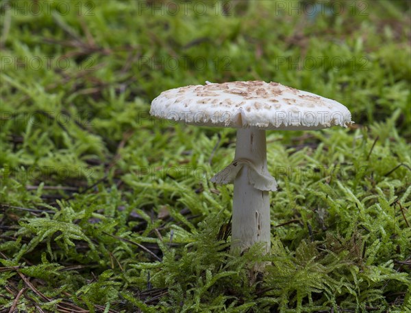 False death cap (Amanita citrina)