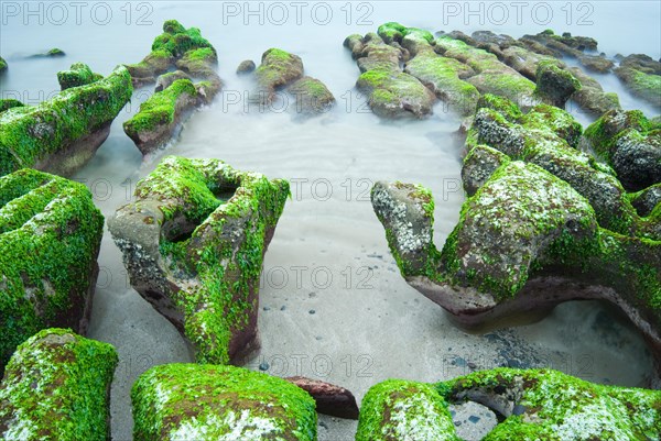 Green seaweed on rocky seacoast