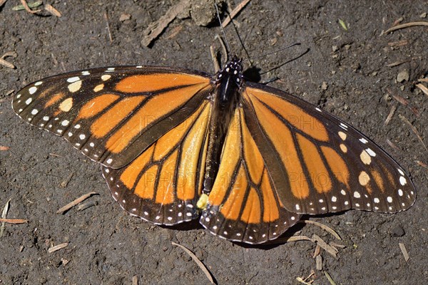 Monarch butterfly (Danaus plexippus)