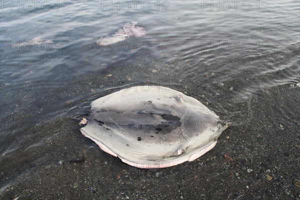 Skin of a Harp Seal (Pagophilus groenlandicus) left by a hunter in a bay