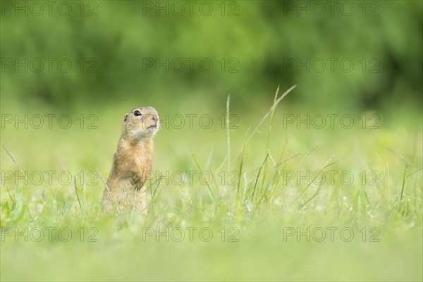 European ground squirrel (Spermophilus citellus)