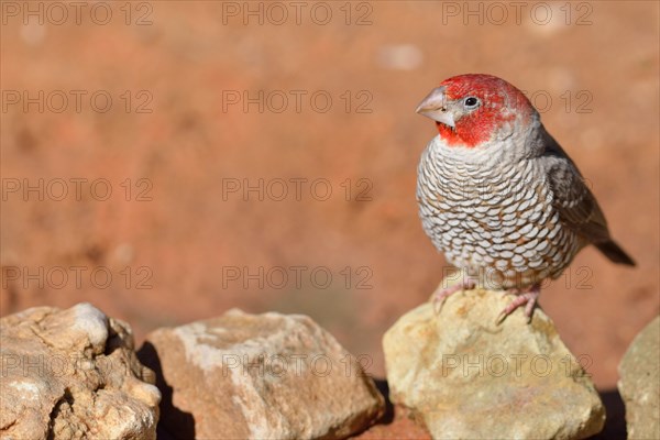 Red-headed Finch (Amadina erythrocephala)