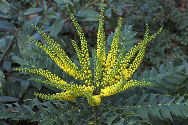 Flowering Mahonia (Mahonia japonica)