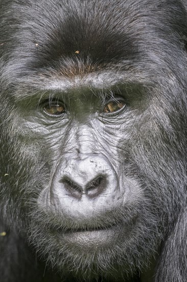 Mountain Gorilla (Gorilla beringei beringei) of the Nkuringo group