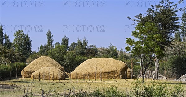 Heaps of straw from the Williams lovegrass (Eragrostis tef)