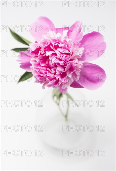Pink Peony flower in glass vase