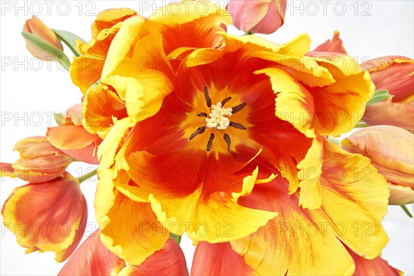 Parrot Tulips (Tulipa)