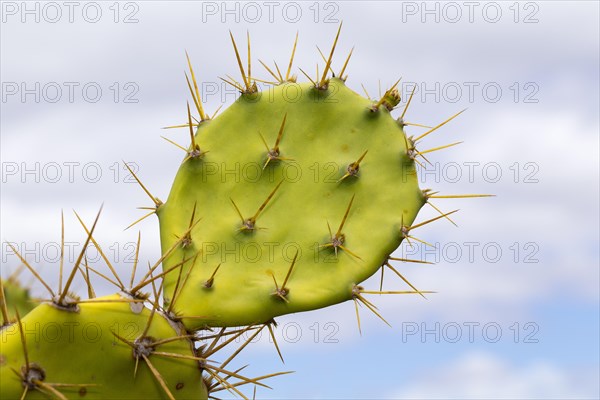 Leaf with spines