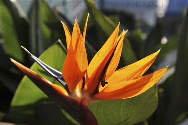 Strelitzia