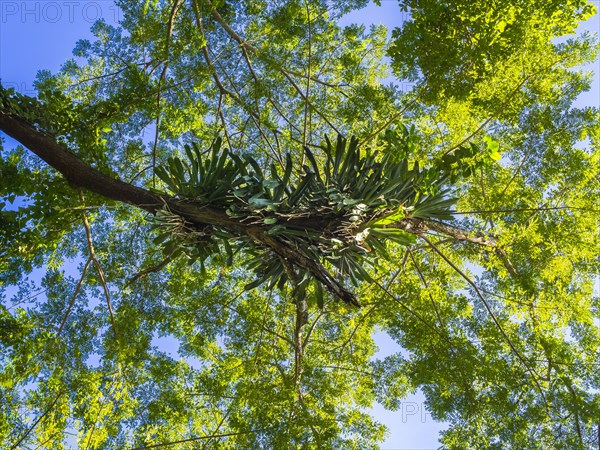 Lianas in the trees at Frenchmans Cove