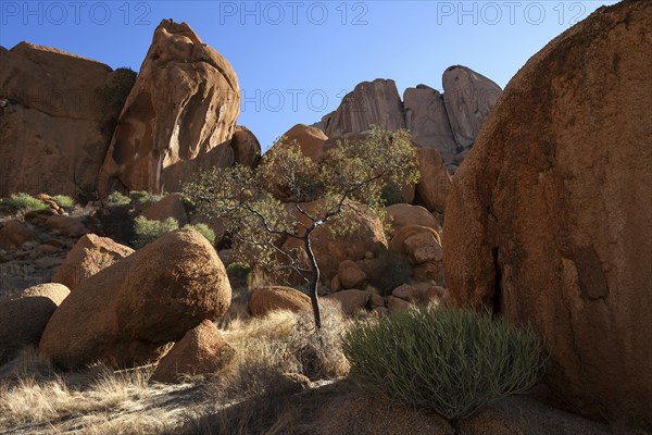 Rocks and vegetation