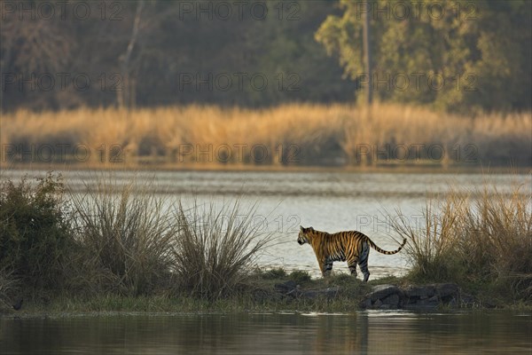 Wild Bengal Tiger (Panthera tigris tigris) crossing the water of a lake in Ranthambhore National Park