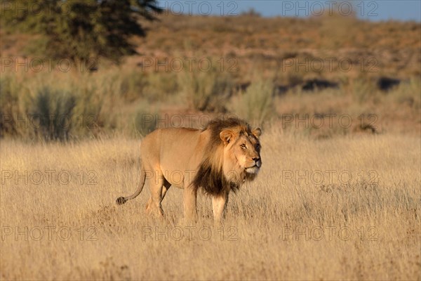 Lion (Panthera leo)