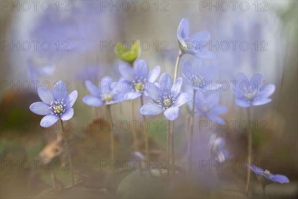 Anemone hepatica (Hepatica nobilis)