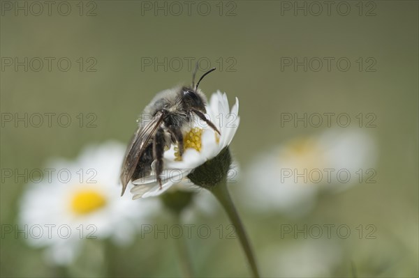 Ashy mining bee (Andrena cineraria)