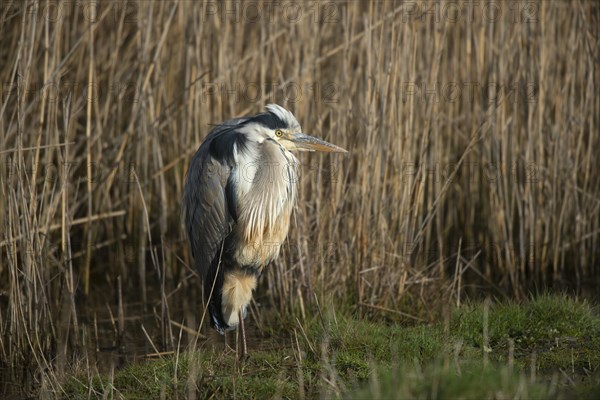 Grey Heron (Ardea cinerea)