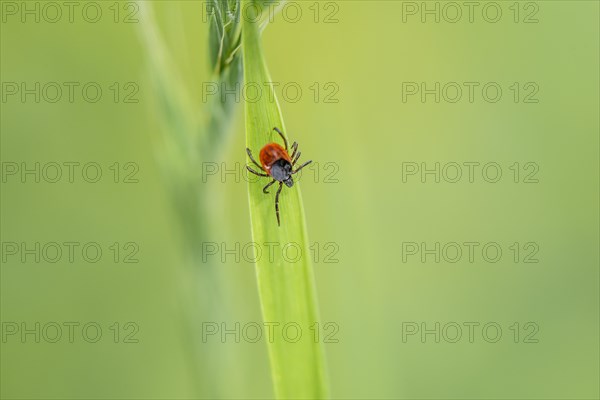 Female tick