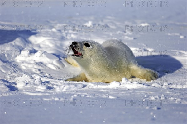 Harp Seal or Saddleback Seal (Pagophilus groenlandicus