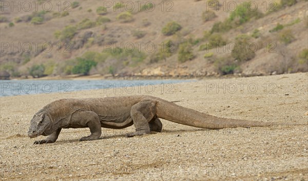 Komodo Dragon (Varanus komodoensis)