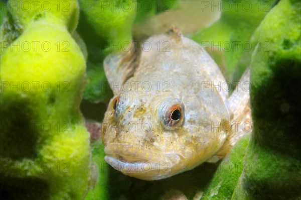 Bighead Sculpin (Batrachocottus baicalensis)