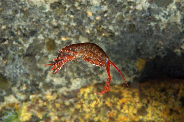 Gammarid (Eulimnogammarus violaceus)