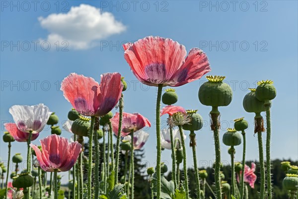 Flowers and flower buds