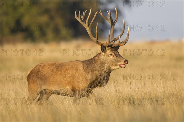 Red Deer (Cervus elaphus)