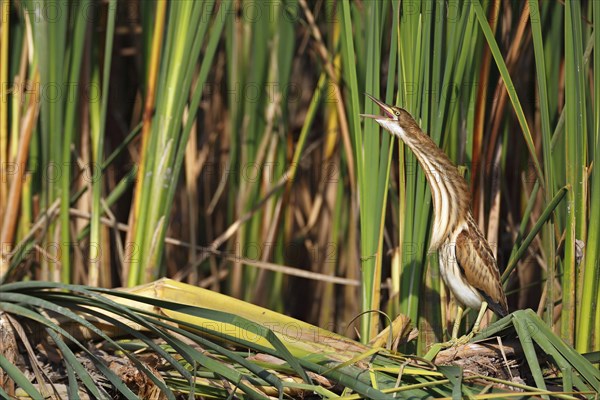 Little Bittern (Ixobrychus minutus)