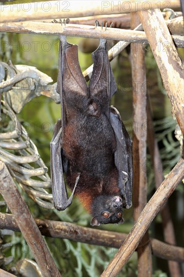 Large flying fox (Pteropus vampyrus)