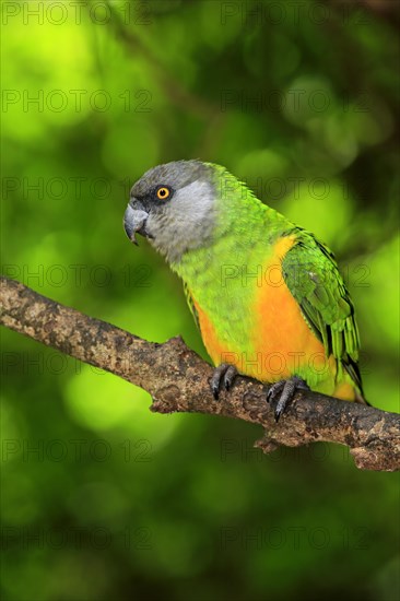 Senegal Parrot (Poicephalus senegalus)