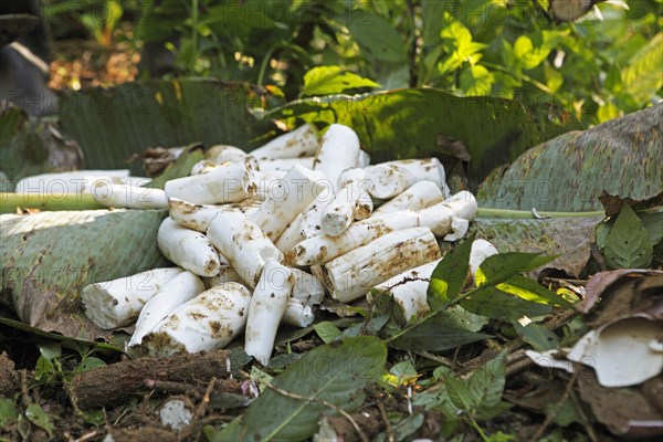Peeled cassava root on the jungle floor