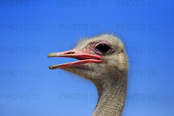 Southern Ostrich (Struthio camelus australis)