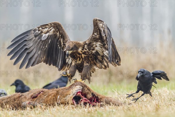 Young Eagle (Haliaeetus albicilla)