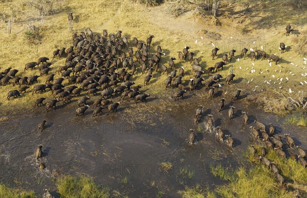 Cape Buffaloes (Syncerus caffer caffer)