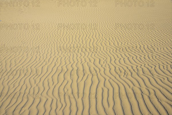 Sand ripples