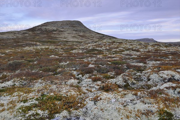 Reindeer Lichen (Cladonia rangiferina)