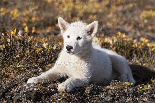 Greenland Dog or Greenland Husky