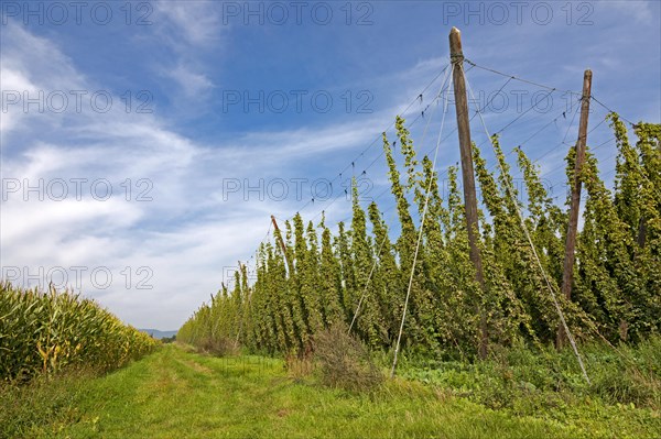 Hop field