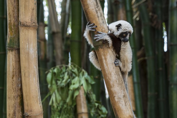 Coquerel's sifaka (Propithecus coquereli)