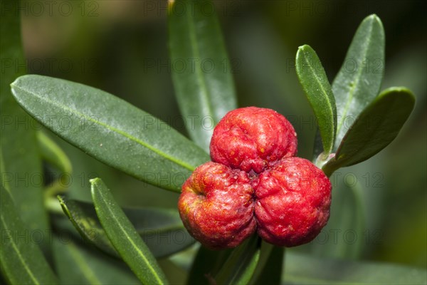 Spurge Olive (Cneorum tricoccon) native to South Africa