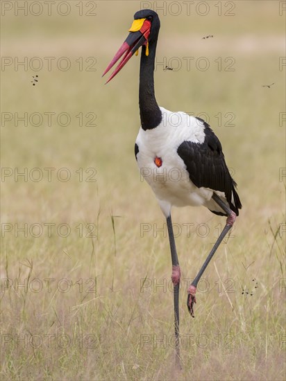 Saddle-billed Stork (Ephippiorhynchus senegalensis)