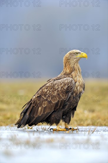 White-tailed Eagle (Haliaeetus albicilla)