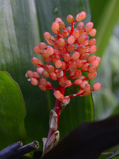 Aechmea species (Aechmea miniata)