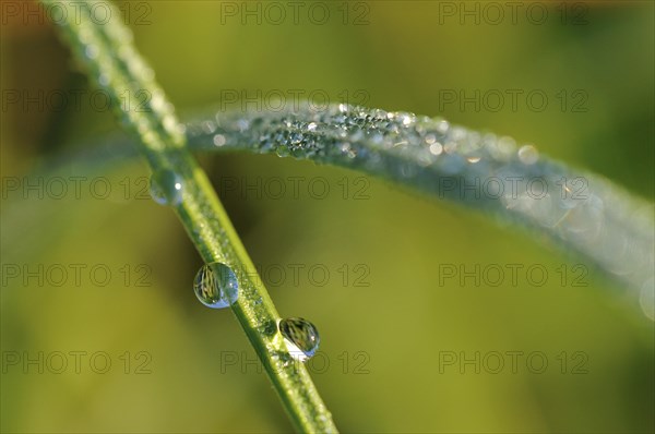 Sedge (Carex)