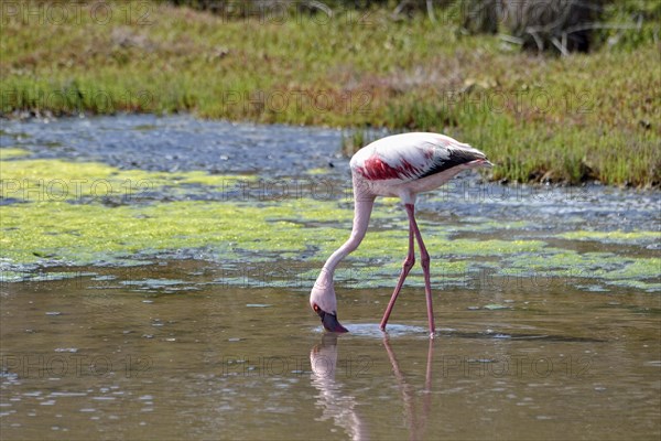 Lesser Flamingo (Phoenicopterus minor)