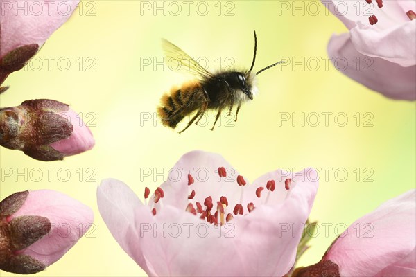 Hornfaced bee (Osmia cornuta)